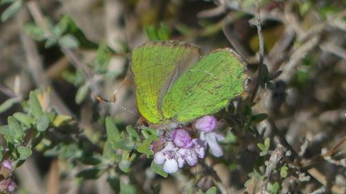 Réf. 322 421 : Callophrys avis